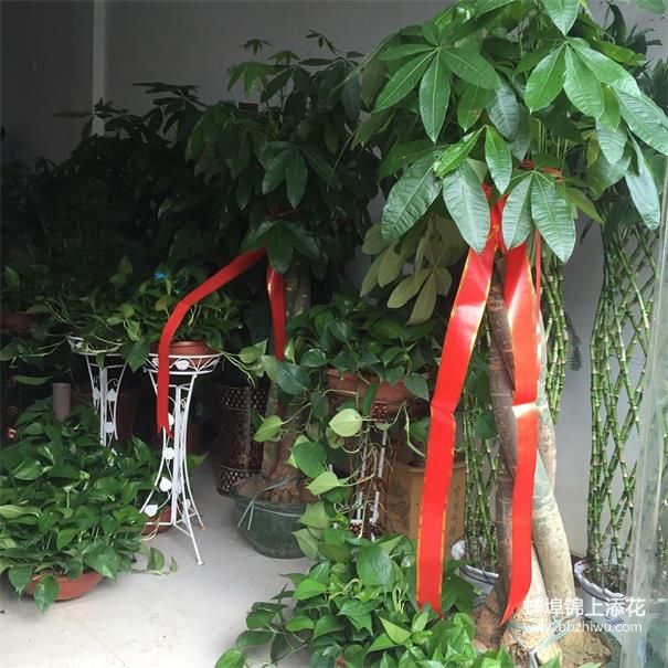 蚌埠开业植物
